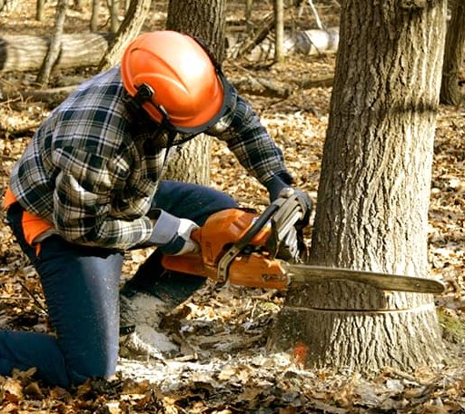 Tree Removal in Crane, TX